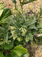 Consoude (photo Mrugala F., Lens,  juil 2023)(3)